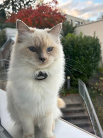 Lilac tortie point