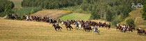 Deutscher Kavallerieverband, Schlacht bei Komarow, Polen, 2013, Rossfoto Dana Krimmling