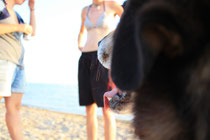 Hund Beach Boy fühlt sich am Strand am wohlsten, Foto: CD