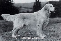 Sansue Castalian 