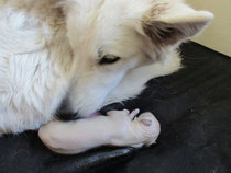 De eerste pup wordt geboren!