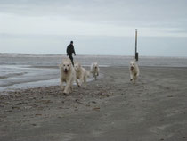 Honden aan de zee
