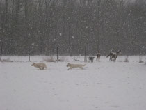 Joepie, sneeuw!
