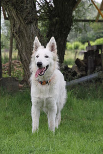 Knappe Kayenne