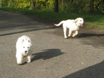 spelen met een andere pup