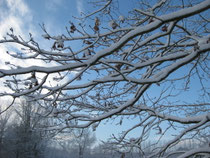 20 december 2010