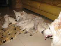 Jenga en de puppies