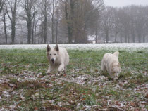 de eerste sneeuw deze winter