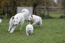 Kaipo, Harissa & een pup