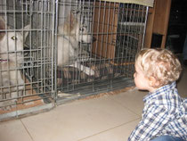 Mats vond de honden wel plezant