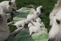 buiten met de familie