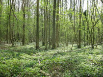 Het kastanjebos in april