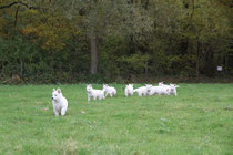 een wandeling doorheen de weilanden is voor de pupjes al een hele uitstap :)