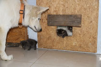 kittens