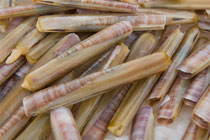 Cannolicchio