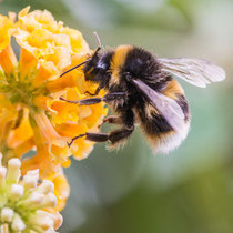 Blüte mit Hummel