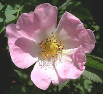 Rosa canina (Heckenrose, Hundsrose)