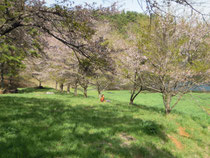 湖の桜並木