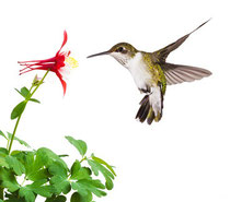 Hummingbird ©mtruchon | fotolia