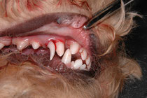 persistierender Milchcaninus