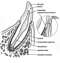 schematischer Zahnaufbau