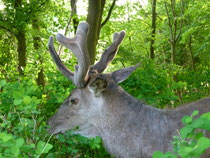 Repousse des bois en velours