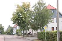 2 von drei 3 betroffenen Bäumen an der Ausfahrt Oststraße