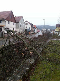 Heute Vormittag wurden die Bäume gefällt/ Bild: Onno Eckert