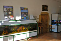 Nur zwei von mehreren Schaubecken (Links: Roter Piranha; Rechts: Meerwasserbecken)