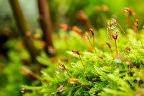 Le cycle de l'eau est indissociable du rôle de la forêt, alimente la biodiversité.