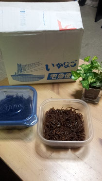 イカナゴ専用BOX!
