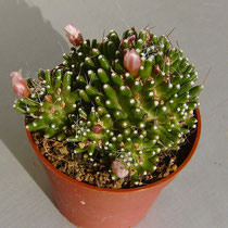 Mammillaria ( bocasana ? ) cv. CATERPINCY