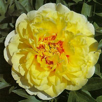 Paeonia 'Bartzella'