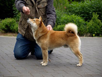 Hachiko 91/2 Monate