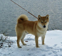 HACHIKO