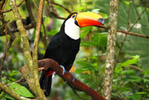 Foto: Tucan