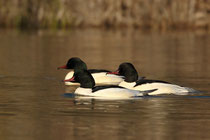 Gänsesäger (Bild: T. Gerlach)