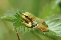 Junger Laubfrosch (Photo: J. Theobald)