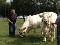 Jean-Louis Renault présente les vaches charolaises qui ont fait son exceptionnelle réputation d'éleveur dans toute la région et au-delà