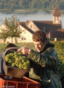 vendenge,champagne harvest,grape picking