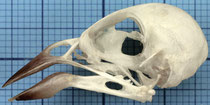 ホオジロ科　頭骨