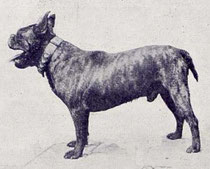 Loupi der Urvater d Franz.Bulldogge... er hatte eine frei bewegliche Rute , eine deutliche Nase, sein Fell war gestromt u sein Rücken gerade 