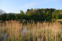 Aufforstungsprojekt in Bad Sachsa/Neuhof