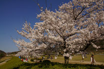 安芸区瀬野川公園(4/14)