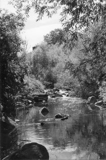 Darebin Creek 1970s, photograph by Laurie Course