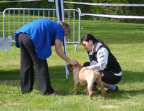 Examen du chien par le juge