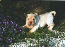 Chiot de couleur crème à ne pas confondre avec le blanc qui est d'une telle rareté qu'on en n'a jamais vu ! Regardez ce chiot, les oreilles sont fauves et le corps a également des reflets fauves, donc il est admis au standard et confirmable.