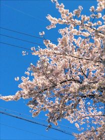 満開の桜、桜、桜