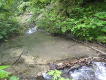 美しい水と豊かな緑の渓