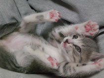 優しい飼い主さんに巡り合えた子猫